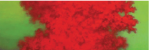 Zoom Image